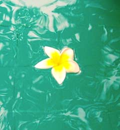 プールに浮かぶ花