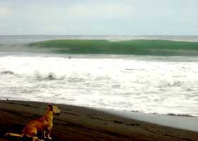 波と犬